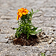 « GUERILLA GARDENING », LA GUÉRILLA JARDINIÈRE